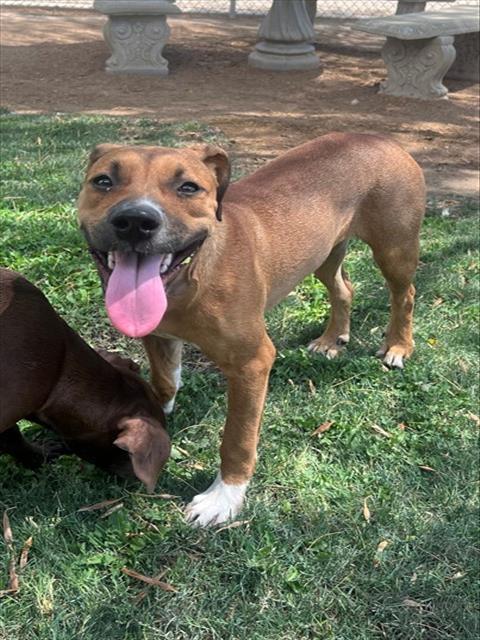 CINAMMON, Adoptable, Puppy Female Pit Bull Terrier.