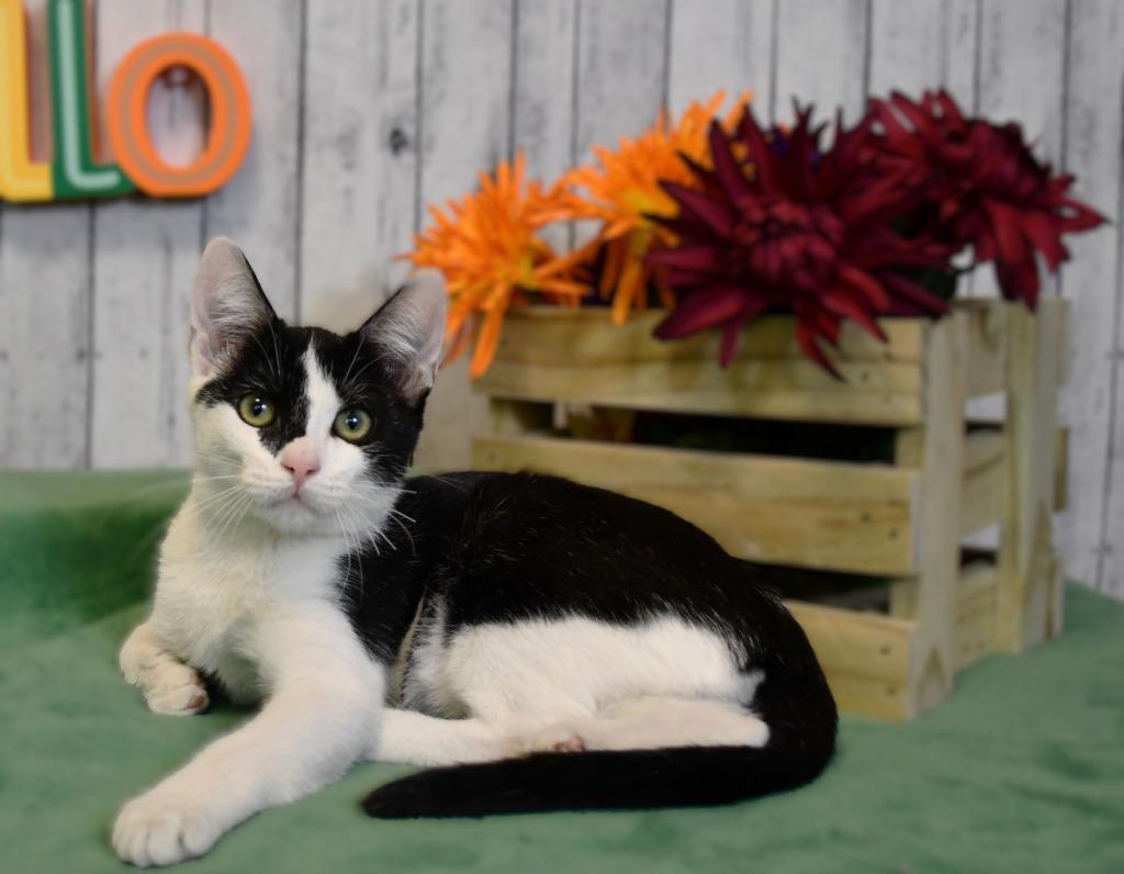 Liza, a Adoptable mixed breed in Roanoke, TX image 1/3