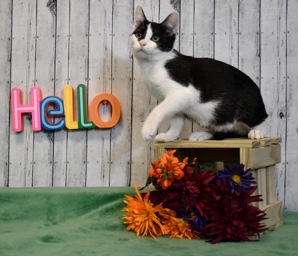 Liza, a Adoptable mixed breed in Roanoke, TX image 3/3