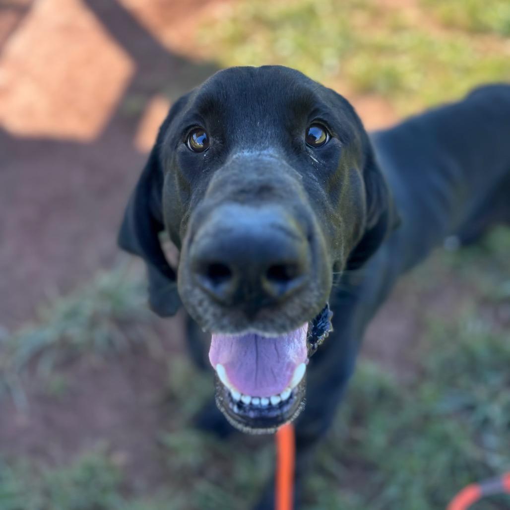 Enlarge Goose, a Adoptable mixed breed in York, PA image 1/6