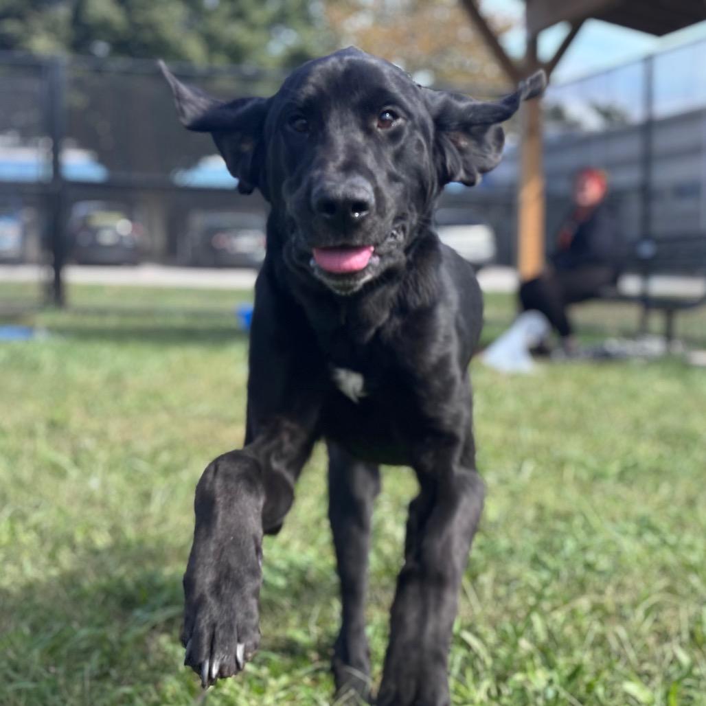 Enlarge Goose, a Adoptable mixed breed in York, PA image 5/6