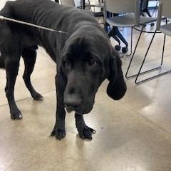 Enlarge Goose, a Adoptable mixed breed in York, PA image 6/6
