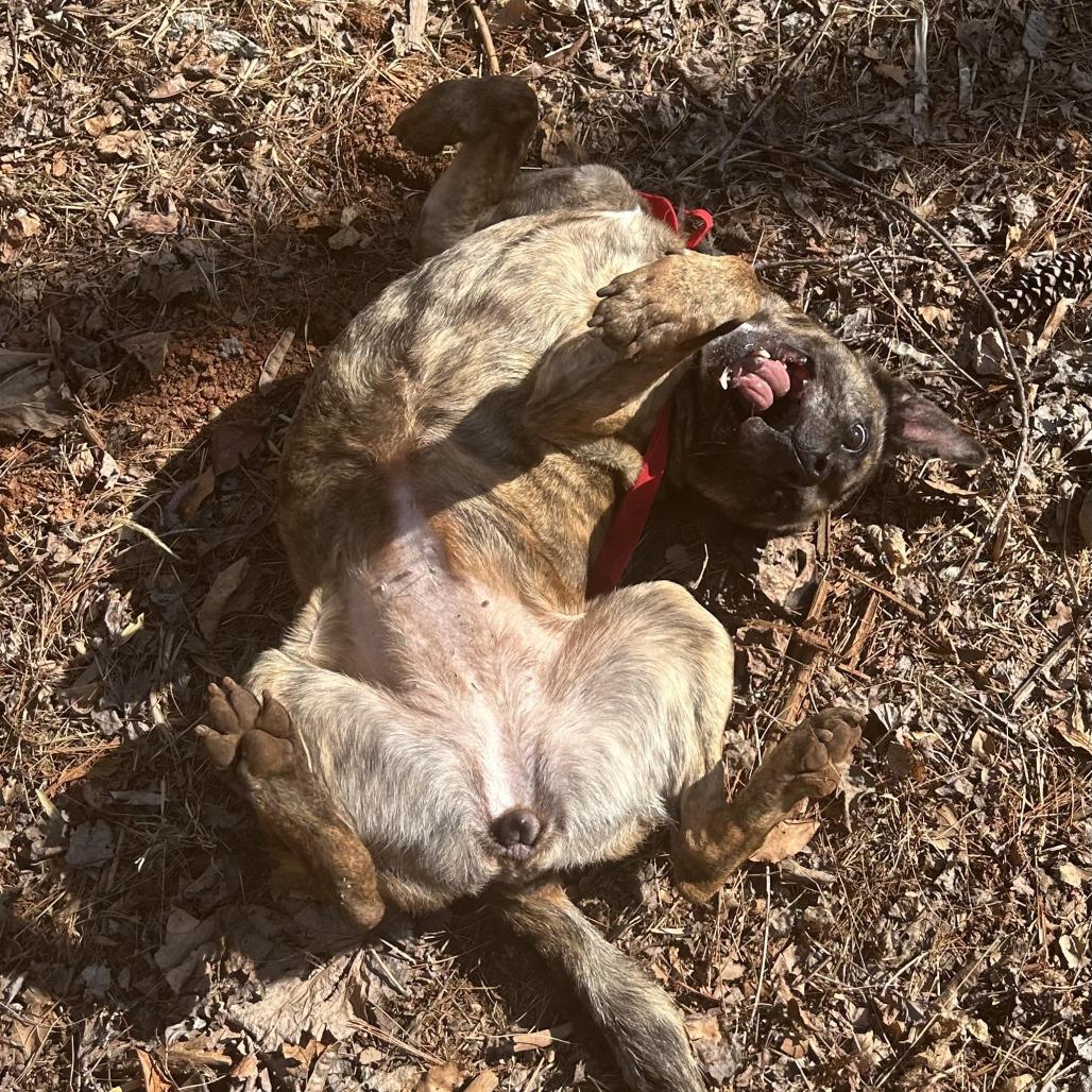 Bruin — thumbnail 2