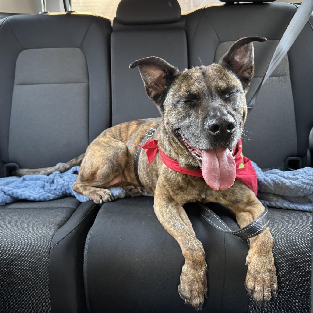 Bruin — thumbnail 3