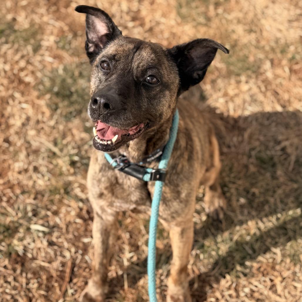 Bruin — thumbnail 5