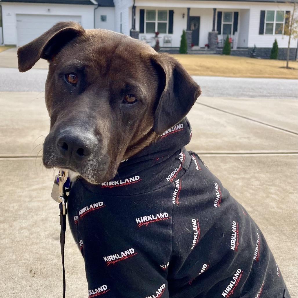 Enlarge Finlay, a Adoptable mixed breed in Smithfield, NC image 1/2