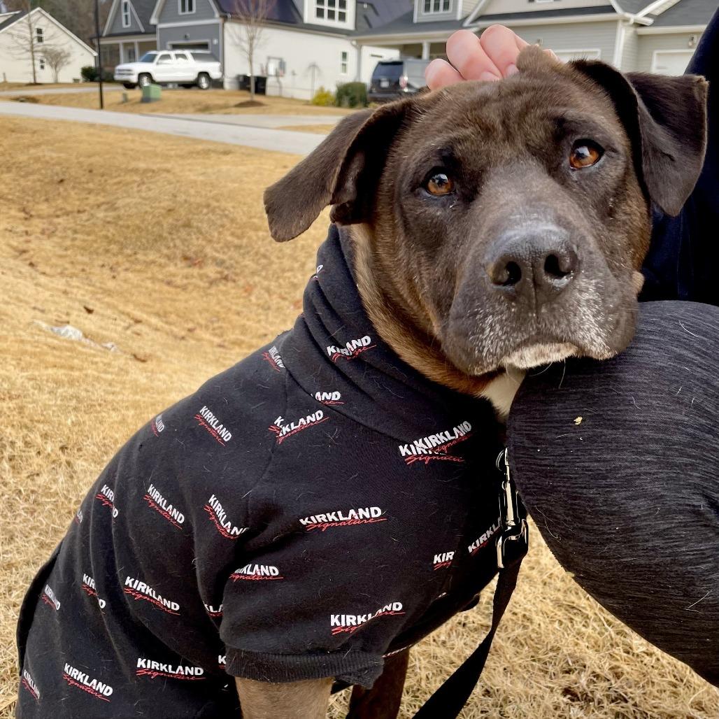 Enlarge Finlay, a Adoptable mixed breed in Smithfield, NC image 2/2