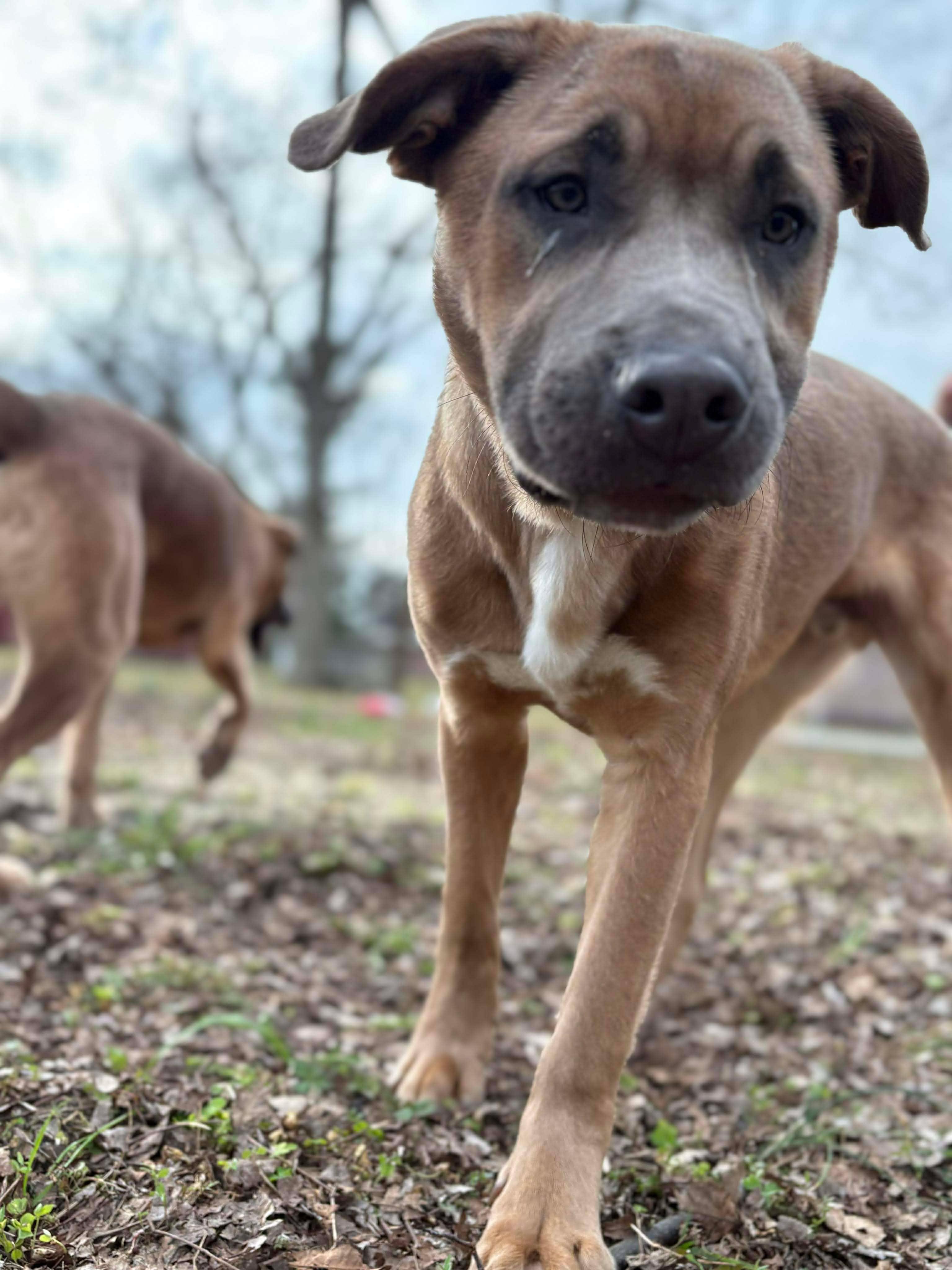 Enlarge Bean, a Adoptable mixed breed in Valdosta, GA image 1/3