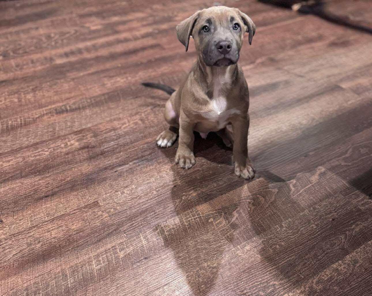 Enlarge Bean, a Adoptable mixed breed in Valdosta, GA image 1/1