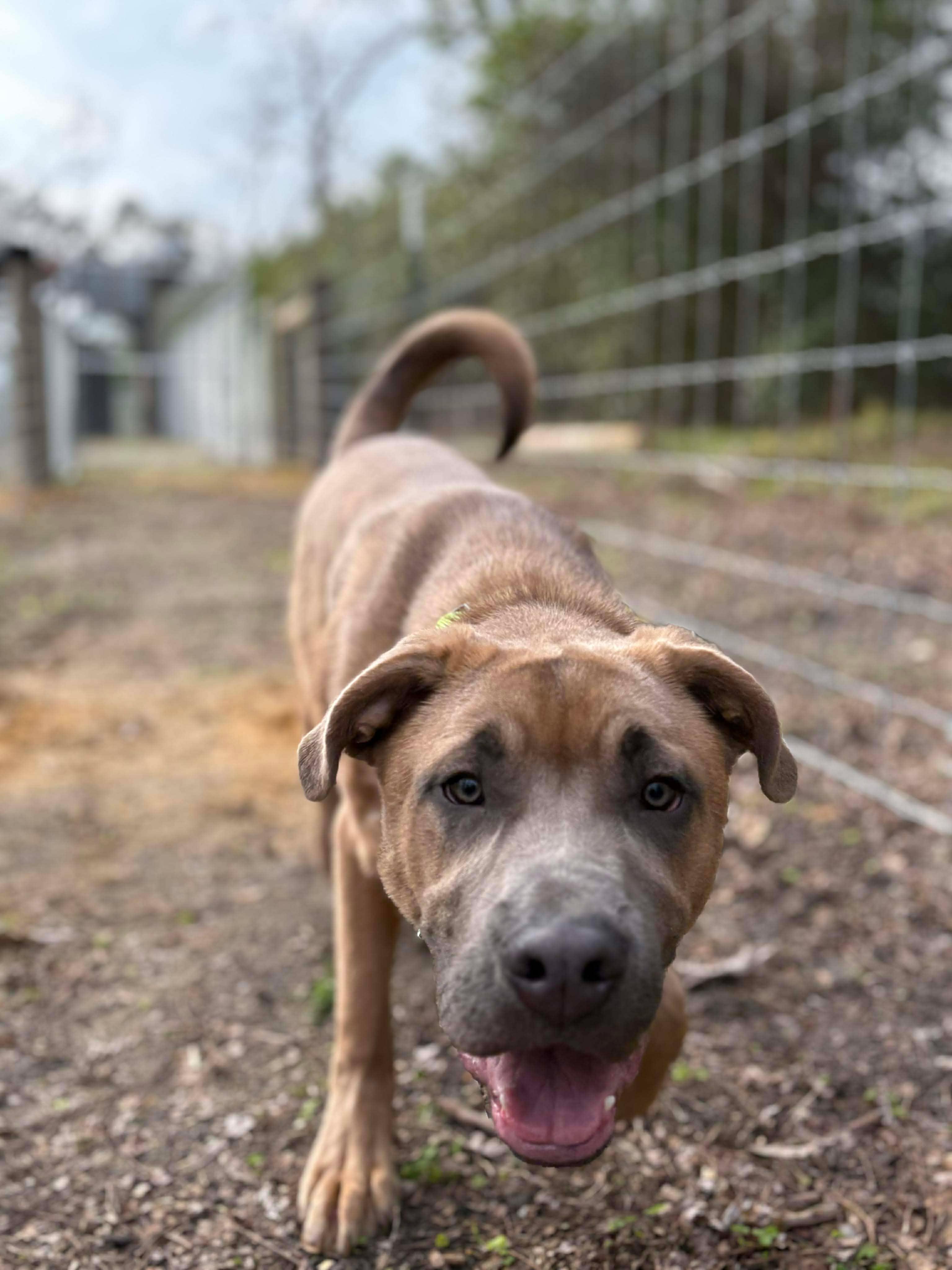 Enlarge Bean, a Adoptable mixed breed in Valdosta, GA image 2/3