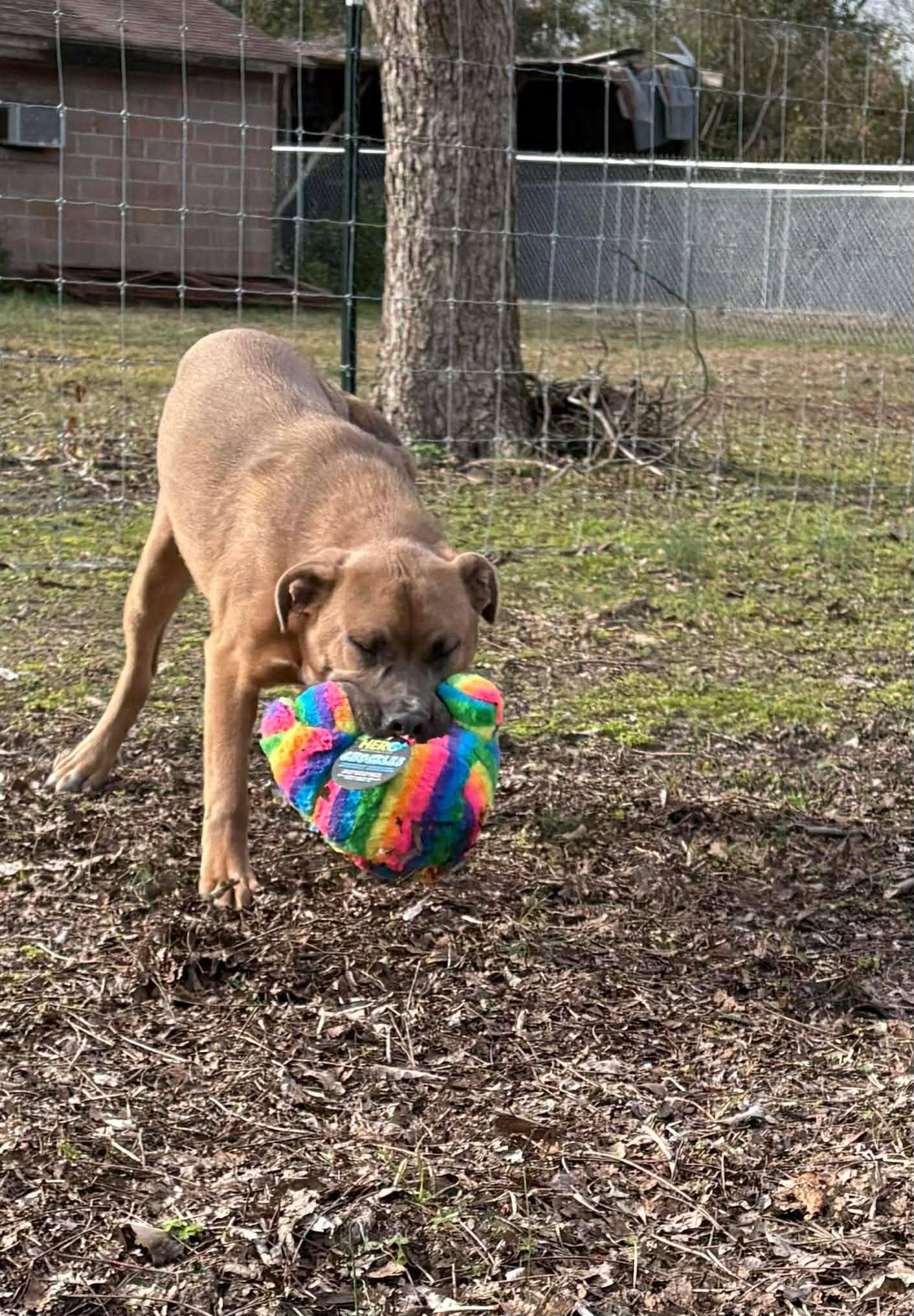 Enlarge Bean, a Adoptable mixed breed in Valdosta, GA image 3/3