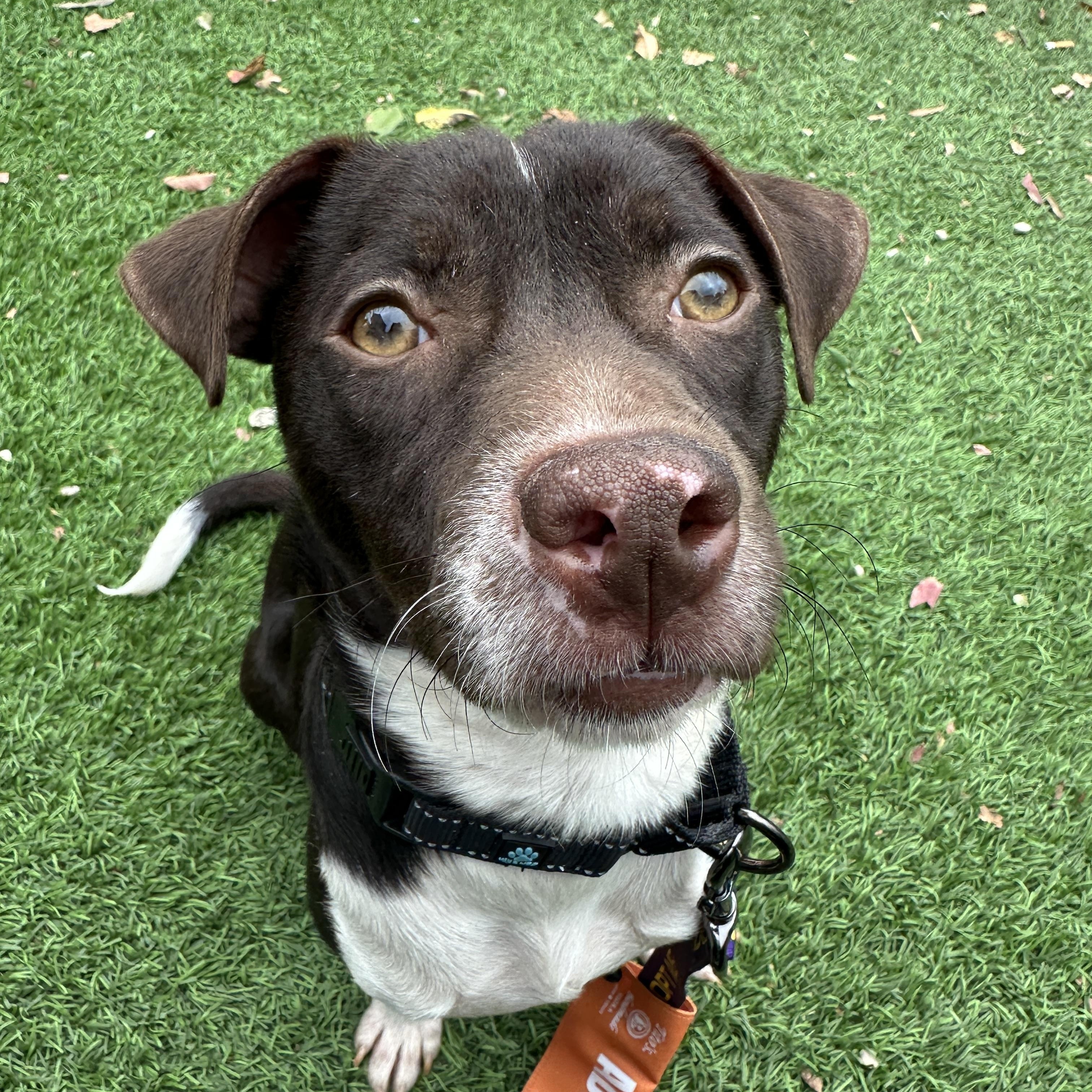 Enlarge Beans, an adopted mixed breed in MOORESVILLE, NC image 2/5