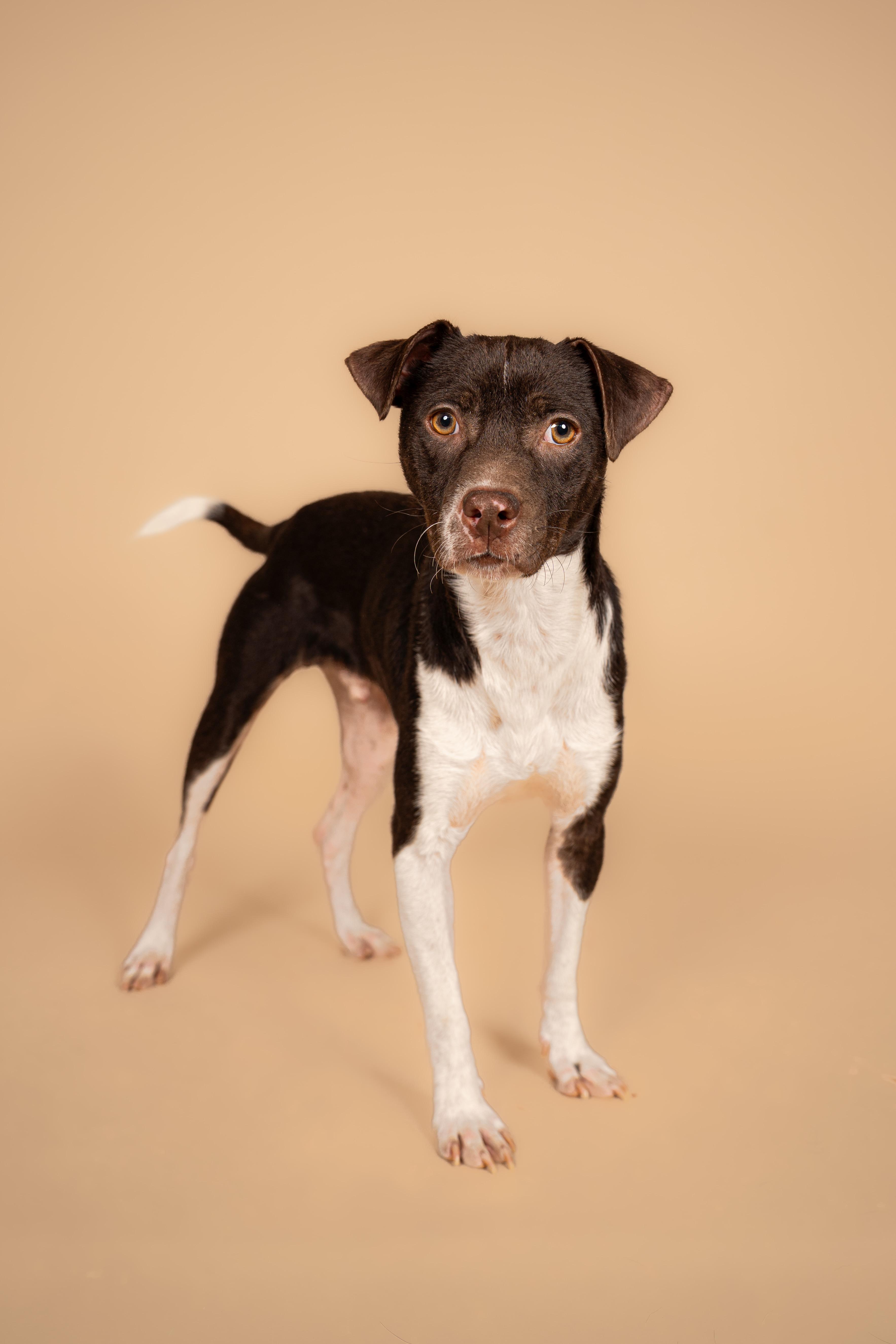 Enlarge Beans, an adopted mixed breed in MOORESVILLE, NC image 3/5