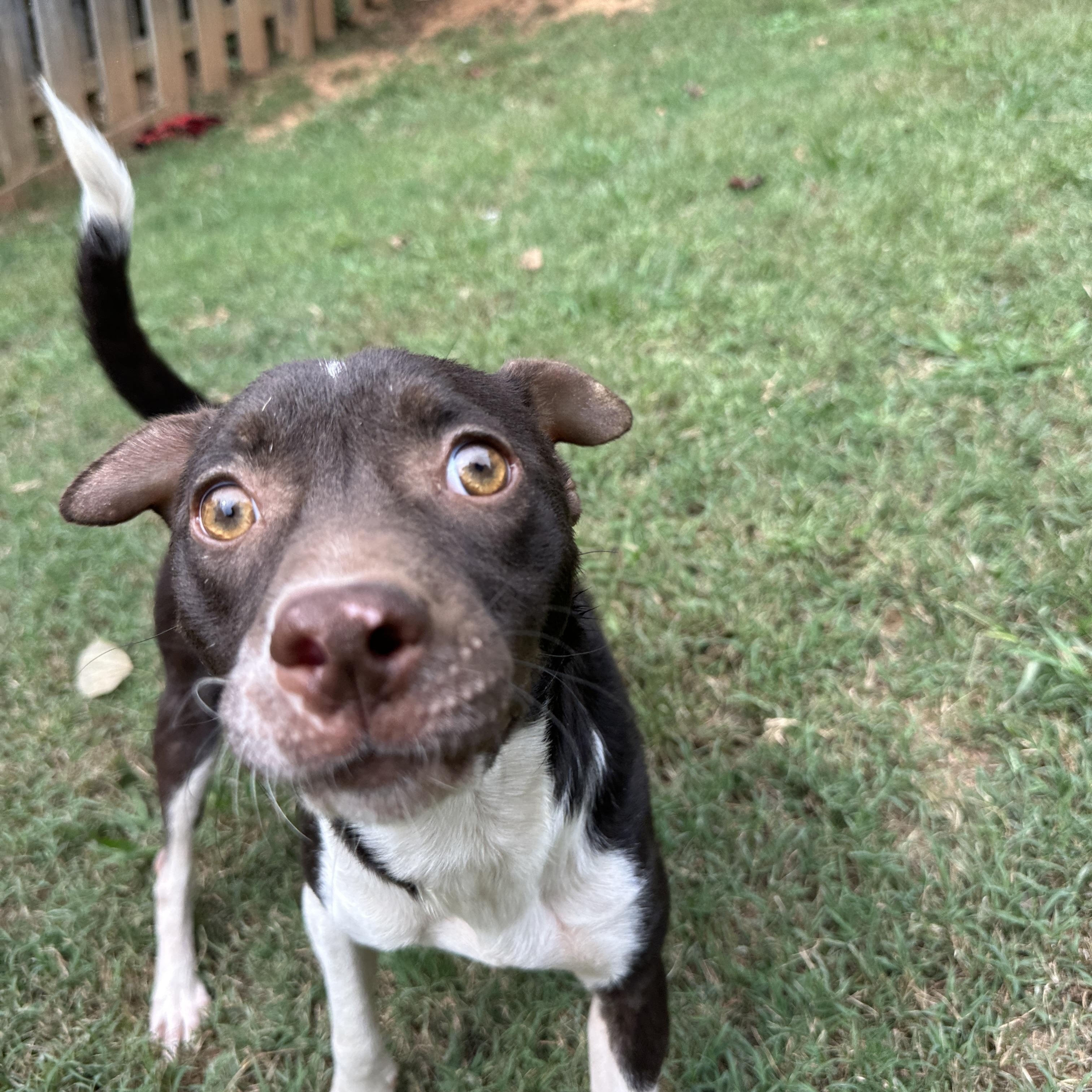 Enlarge Beans, an adopted mixed breed in MOORESVILLE, NC image 4/5