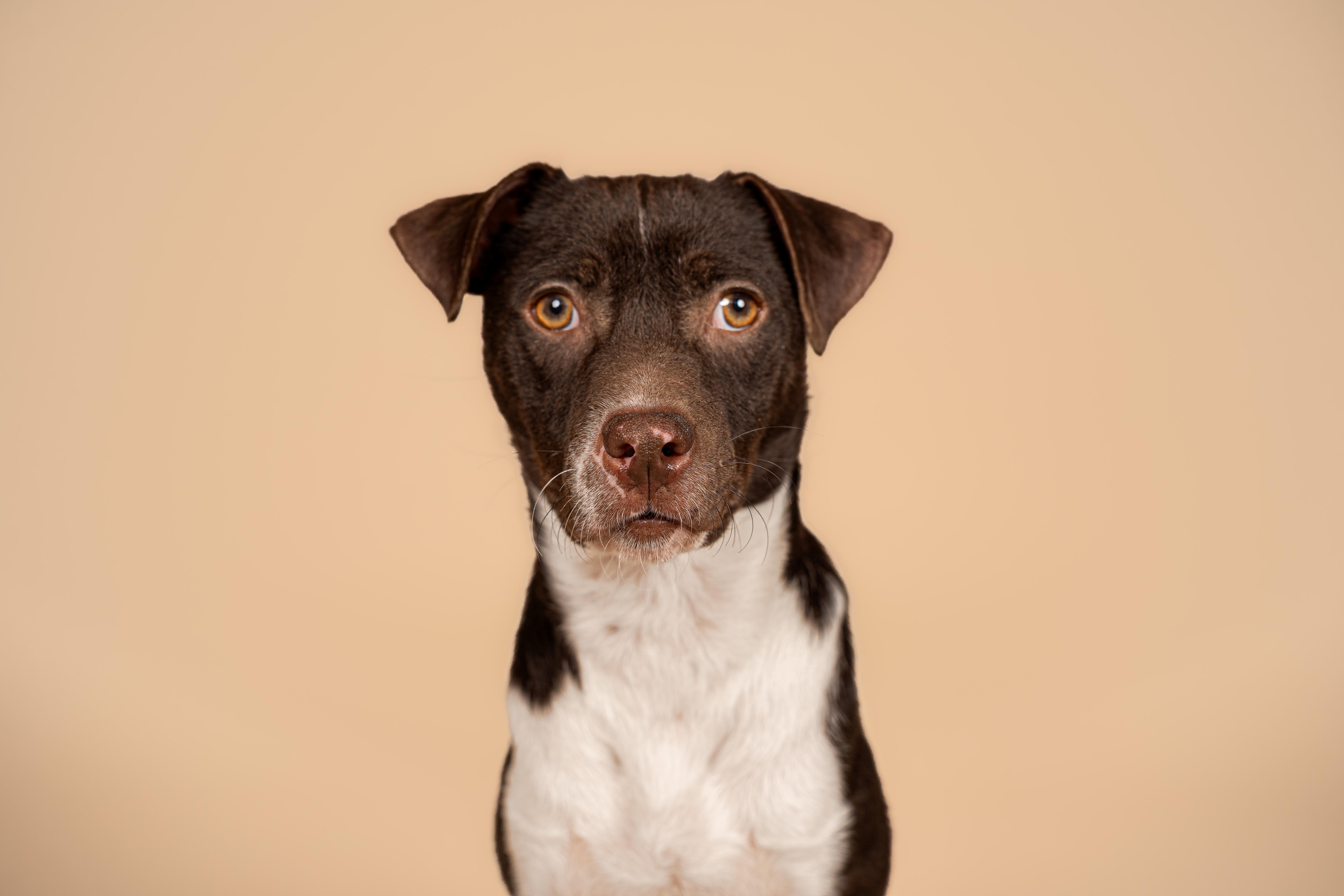 Enlarge Beans, an adopted mixed breed in MOORESVILLE, NC image 5/5