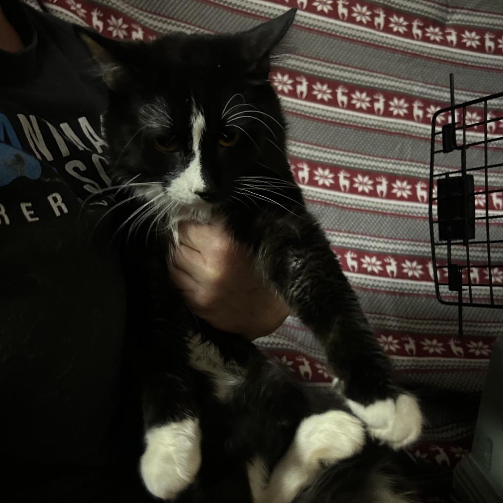 Enlarge Sacramento, a Adoptable Domestic Long Hair in Hemet, CA image 1/3