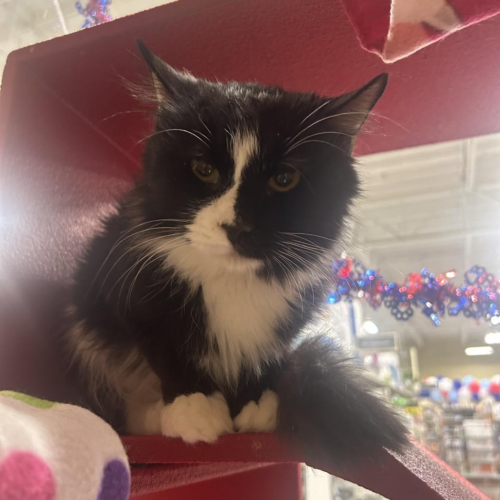 Enlarge Sacramento, a Adoptable Domestic Long Hair in Hemet, CA image 2/3