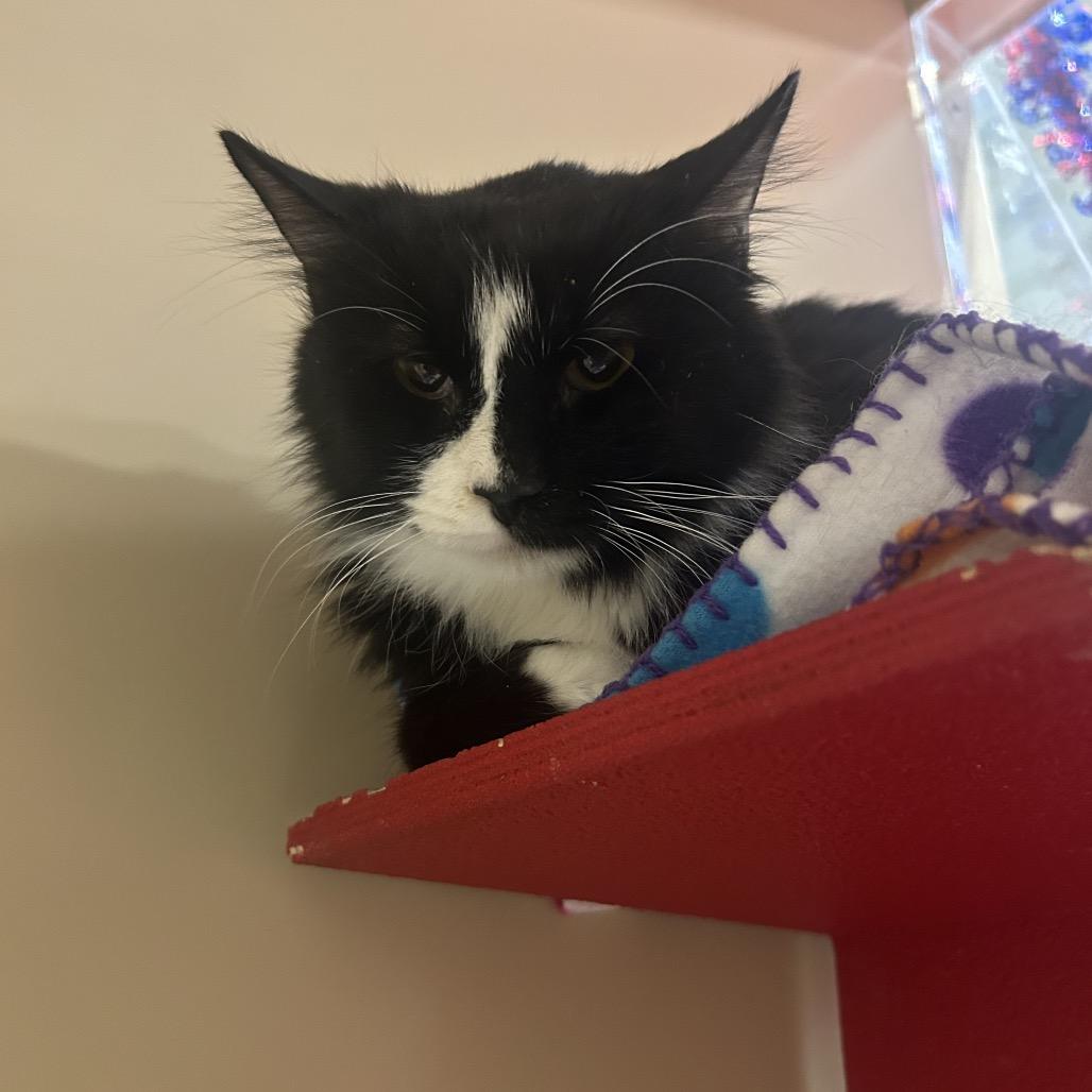 Enlarge Sacramento, a Adoptable Domestic Long Hair in Hemet, CA image 3/3