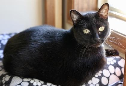 Sylvie, Adoptable, Adult Female Domestic Short Hair & Domestic Short Hair.