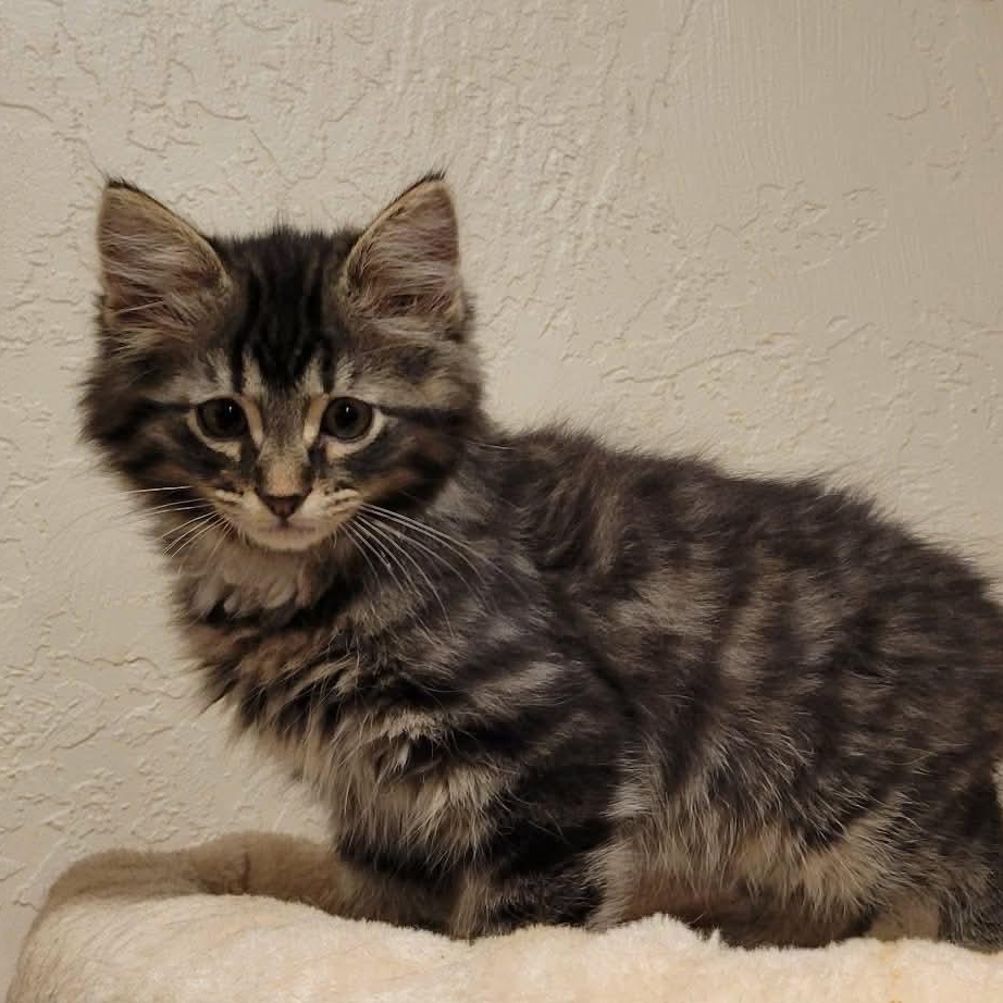 Enlarge Tank, an adopted mixed breed in Greensburg, PA image 4/5