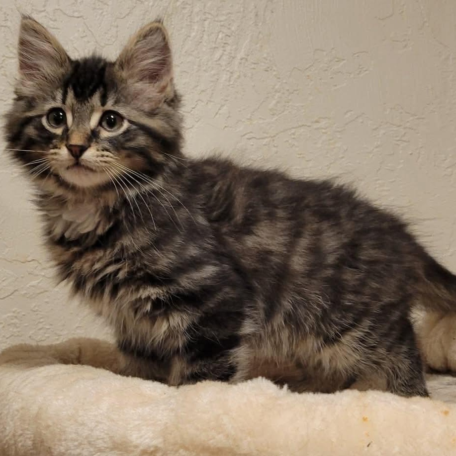 Enlarge Tank, an adopted mixed breed in Greensburg, PA image 2/5