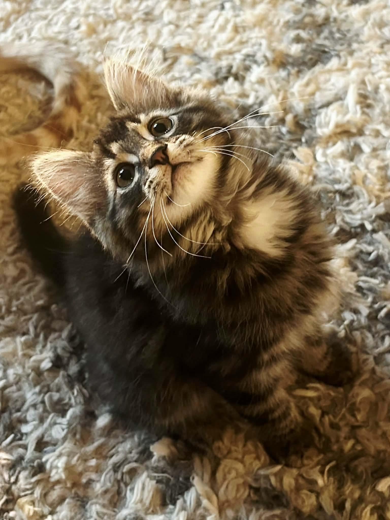 Tank, adopted, Kitten Male Tabby & Domestic Long Hair.