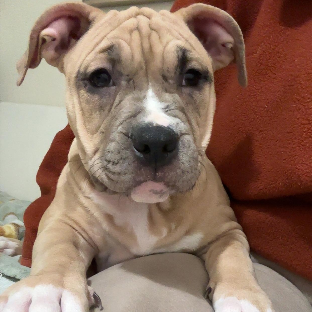 Enlarge Cindy Lou, a Adoptable Pit Bull Terrier in Peotone, IL image 5/5