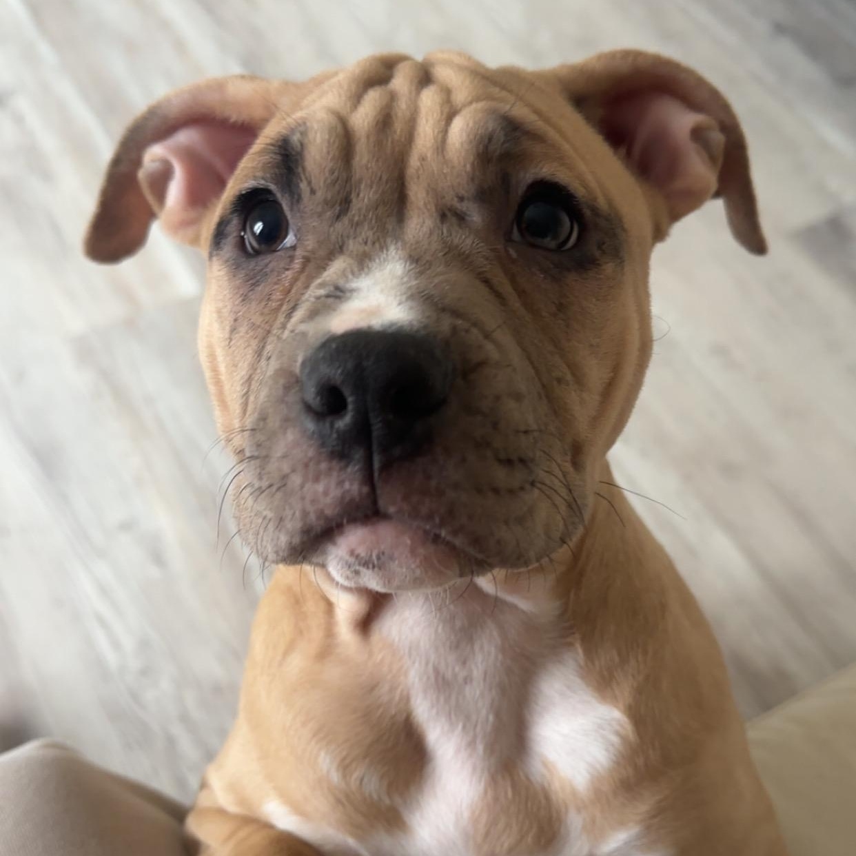 Enlarge Cindy Lou, a Adoptable Pit Bull Terrier in Peotone, IL image 3/5