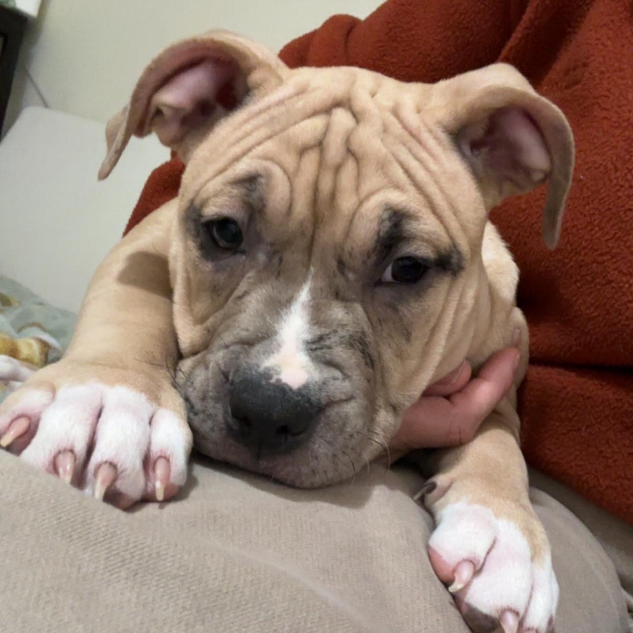 Cindy Lou, Adoptable, Puppy Female Pit Bull Terrier.