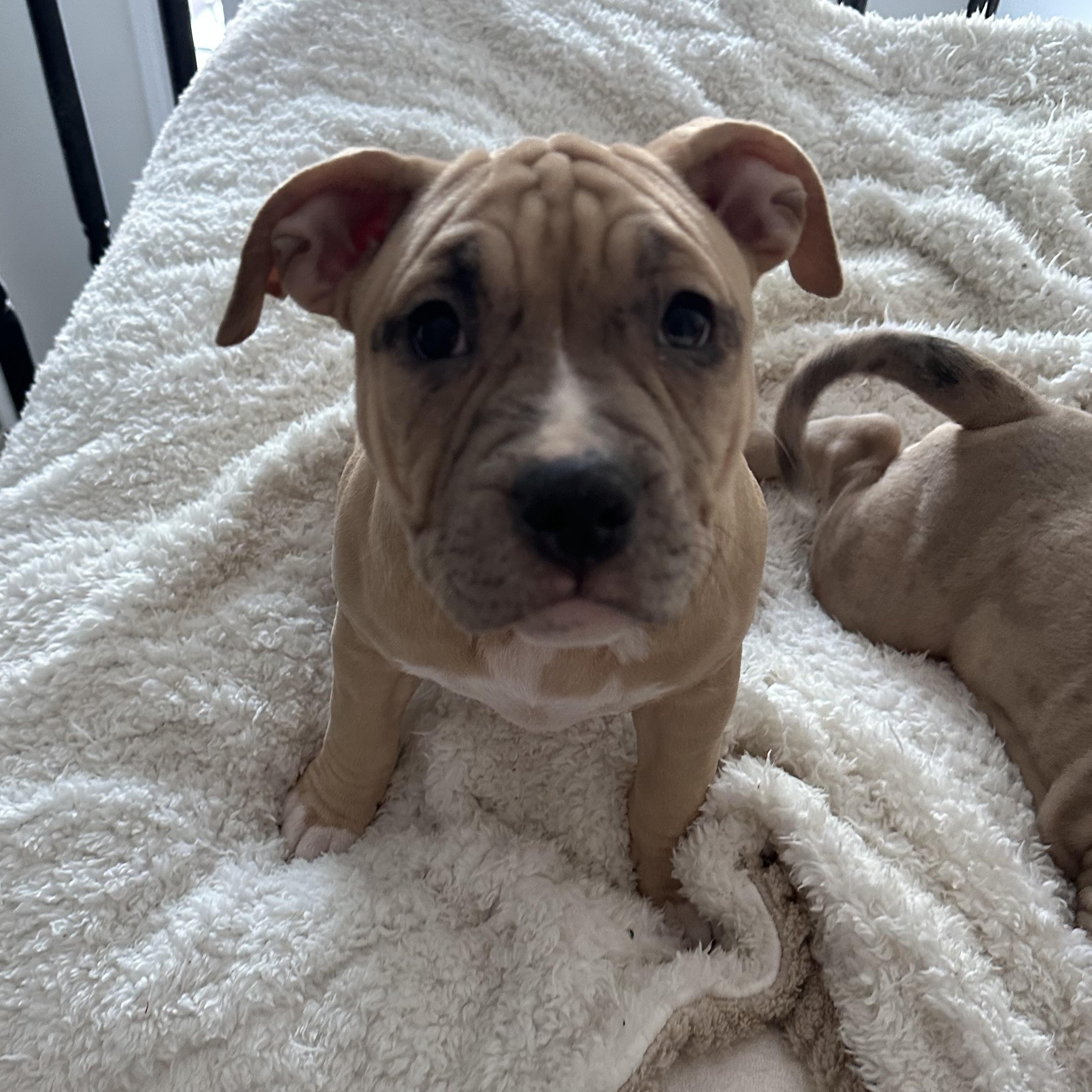 Enlarge Cindy Lou, a Adoptable Pit Bull Terrier in Peotone, IL image 4/5
