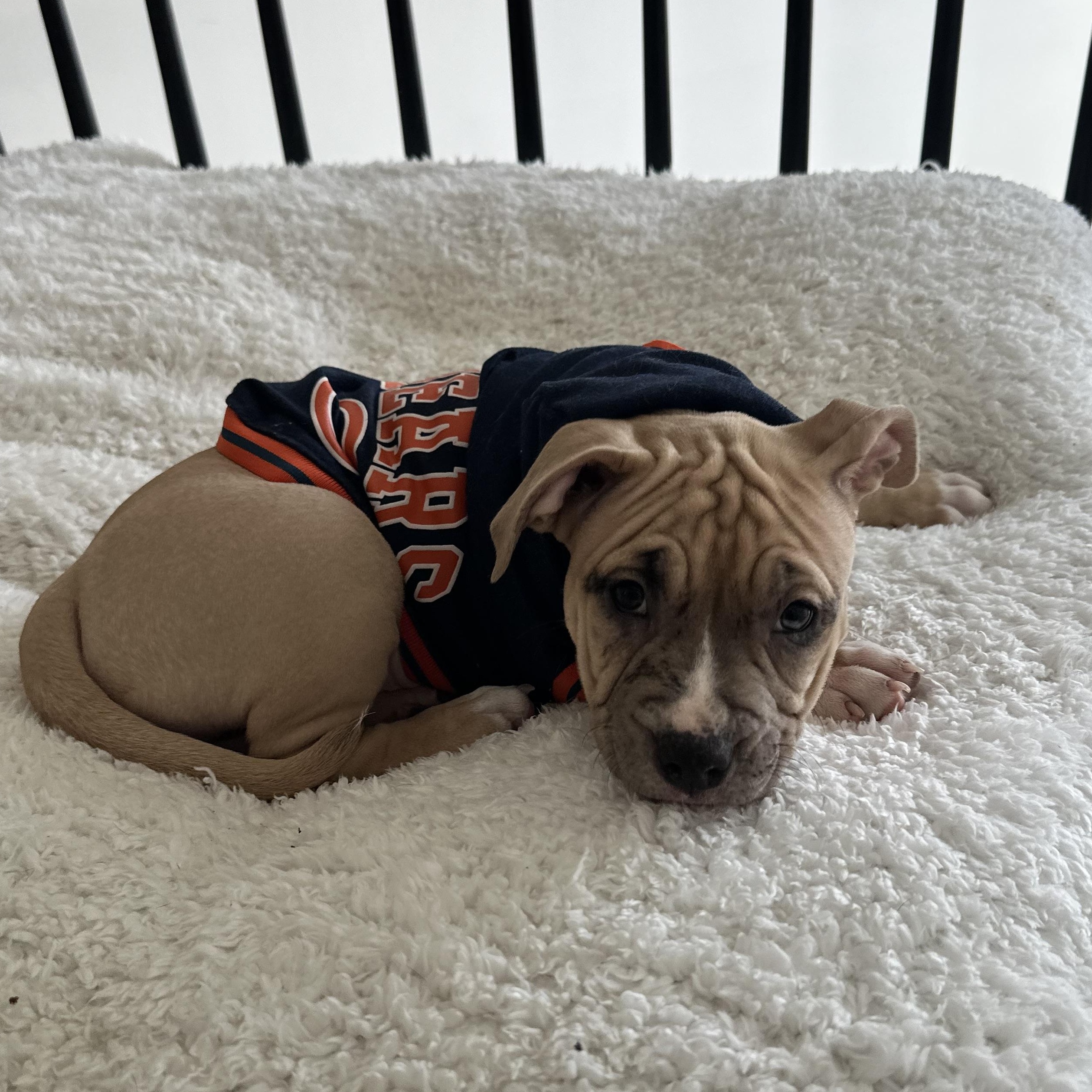 Enlarge Cindy Lou, a Adoptable Pit Bull Terrier in Peotone, IL image 2/5