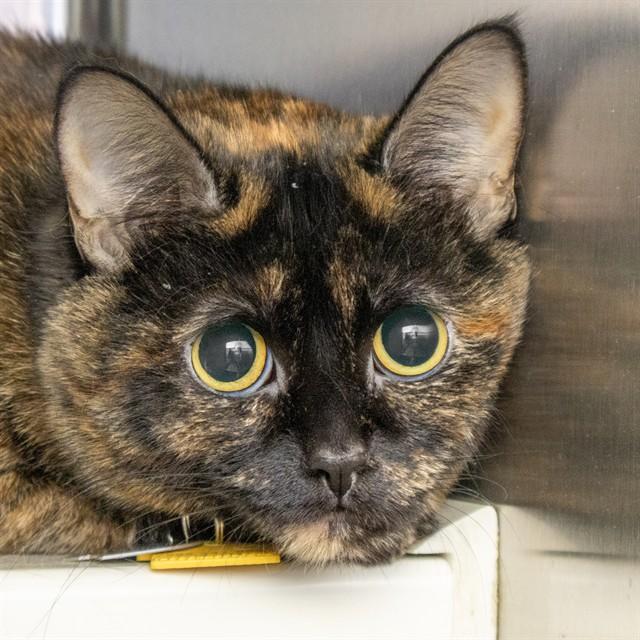 SKITTLES, Adoptable, Adult Female Domestic Short Hair.