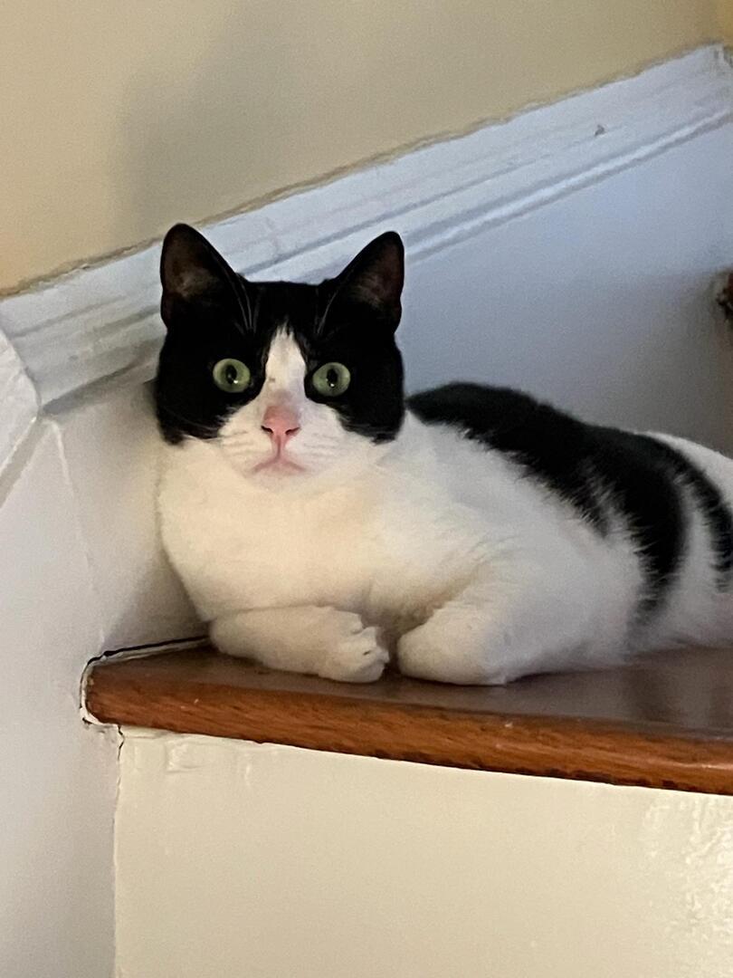 Jack, Joy & Jemma, Adoptable, Adult Female American Shorthair.