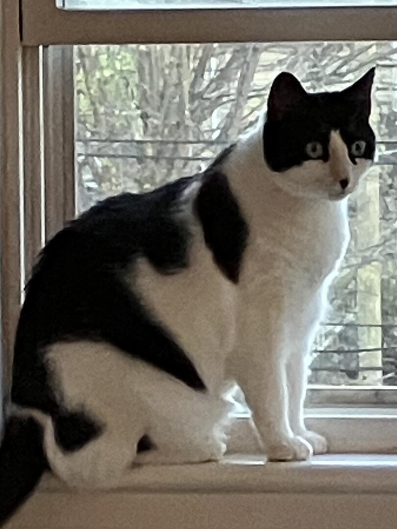Enlarge Jack, Joy & Jemma, a Adoptable American Shorthair in Hasbrouck Heights, NJ image 2/3