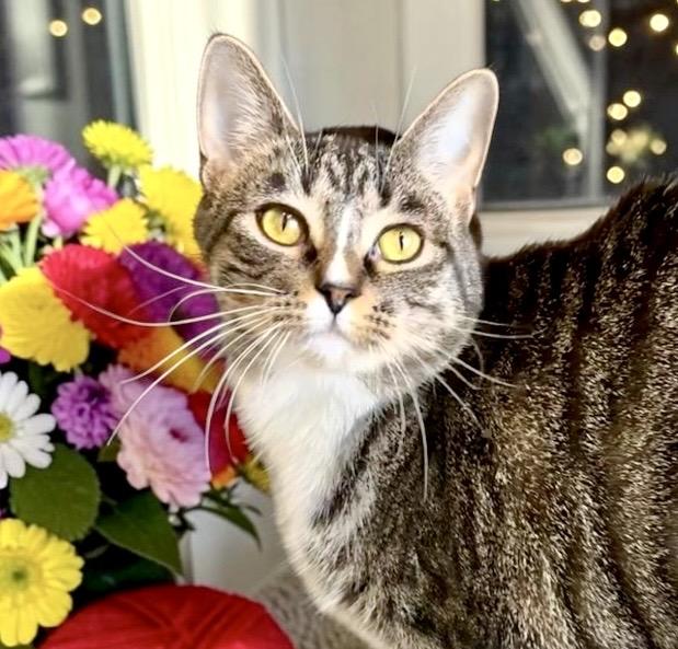 Hazel, Adoptable, Adult Female Tabby.