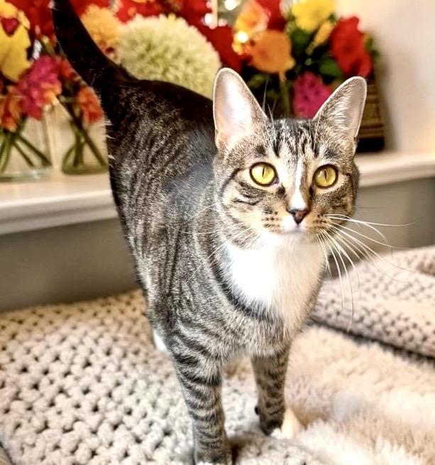 Enlarge Hazel, a Adoptable Tabby in Perry, IA image 4/4