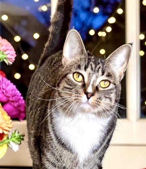 Enlarge Hazel, a Adoptable Tabby in Perry, IA image 2/4