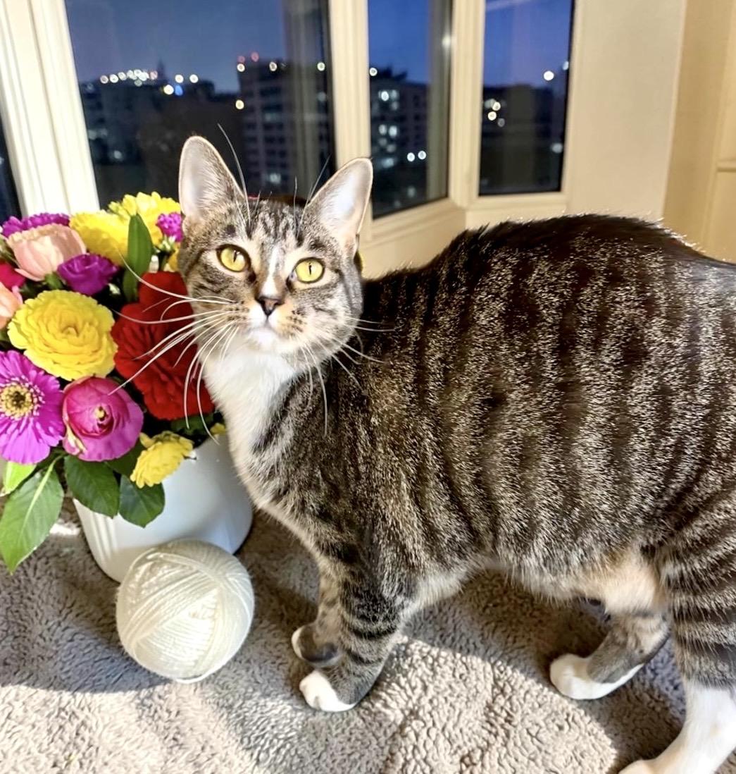 Enlarge Hazel, a Adoptable Tabby in Perry, IA image 3/4