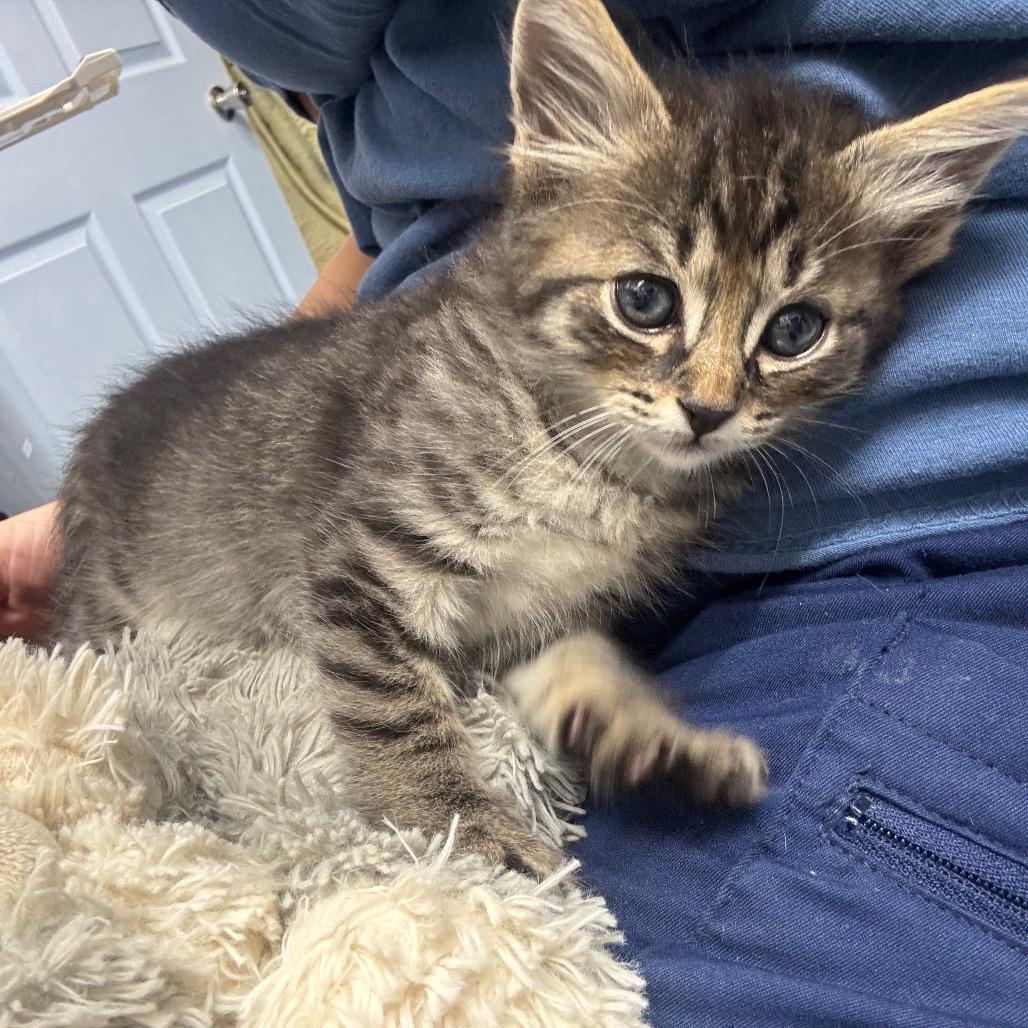 Almond Joy, a Adoptable Domestic Short Hair in Springtown, TX image 1/6