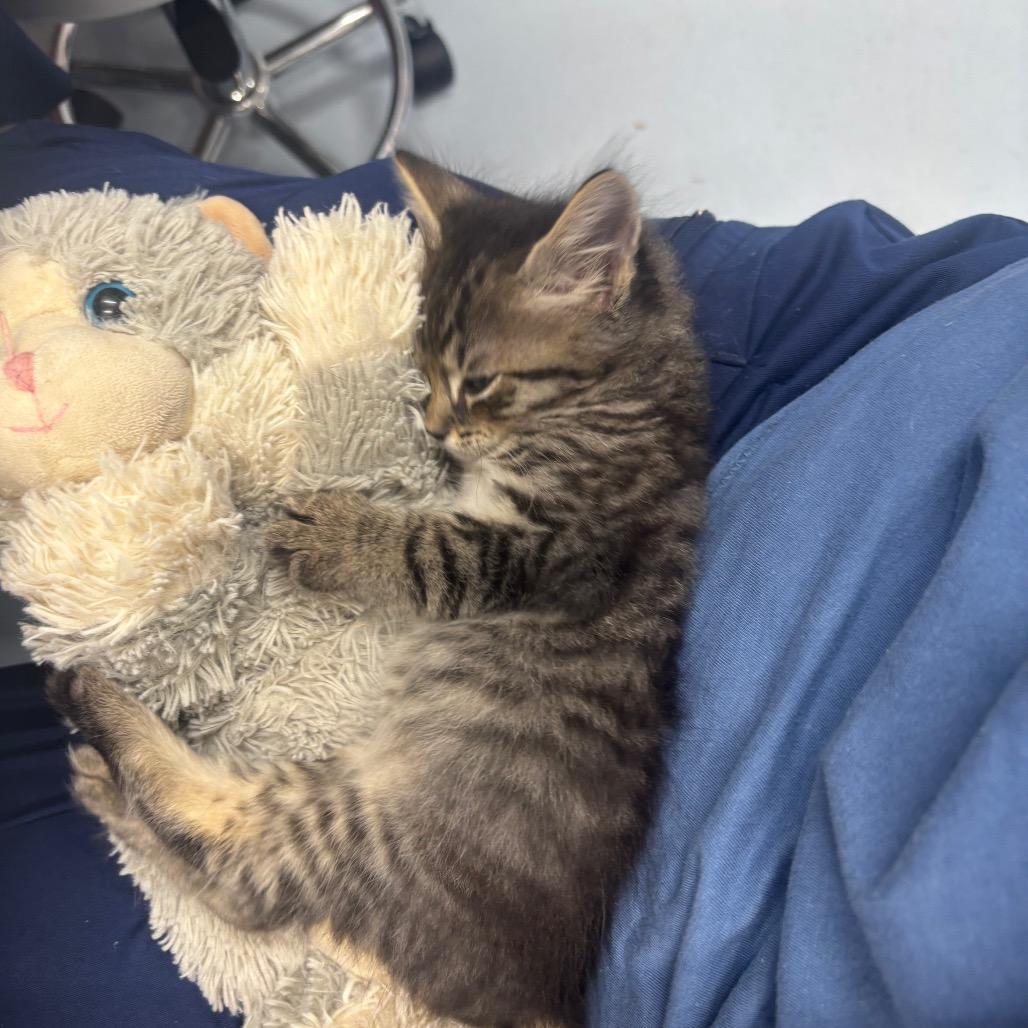 Almond Joy, a Adoptable Domestic Short Hair in Springtown, TX image 2/6