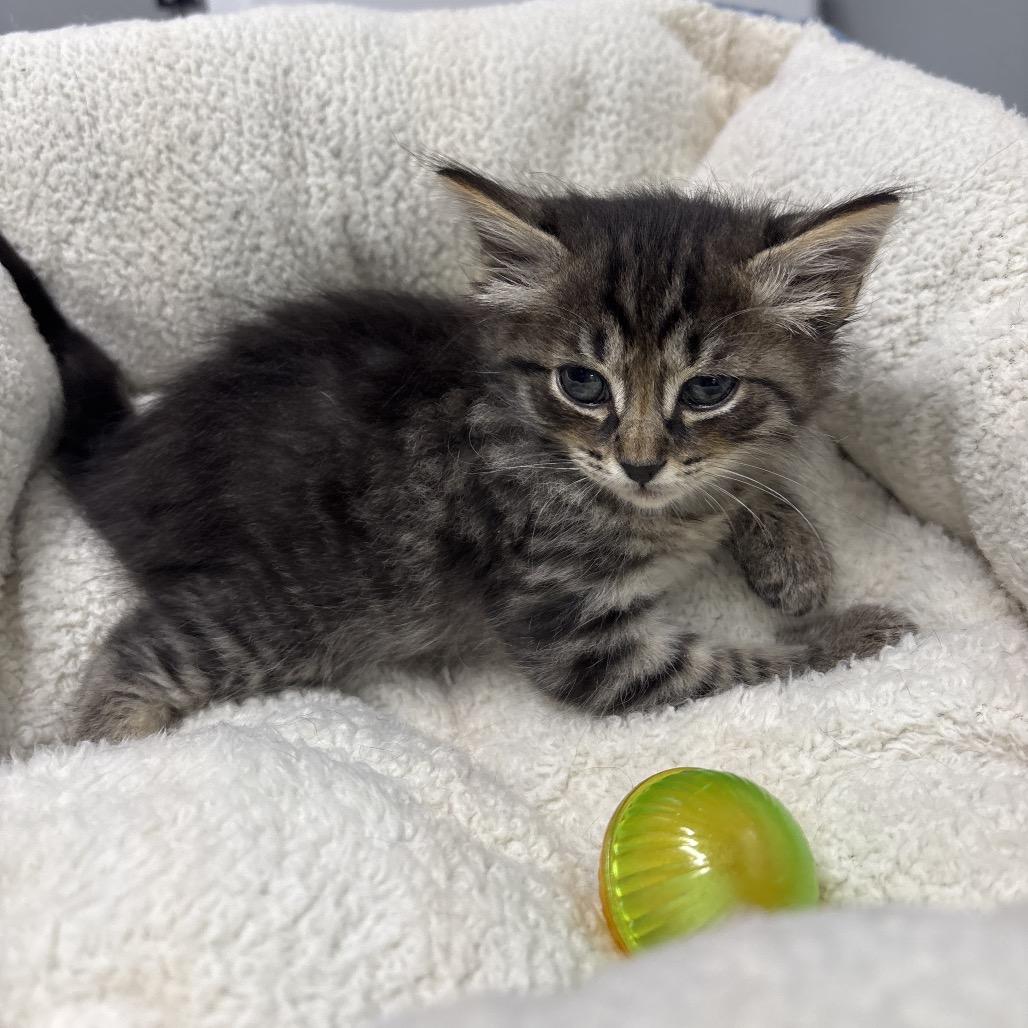 Almond Joy, a Adoptable Domestic Short Hair in Springtown, TX image 3/6