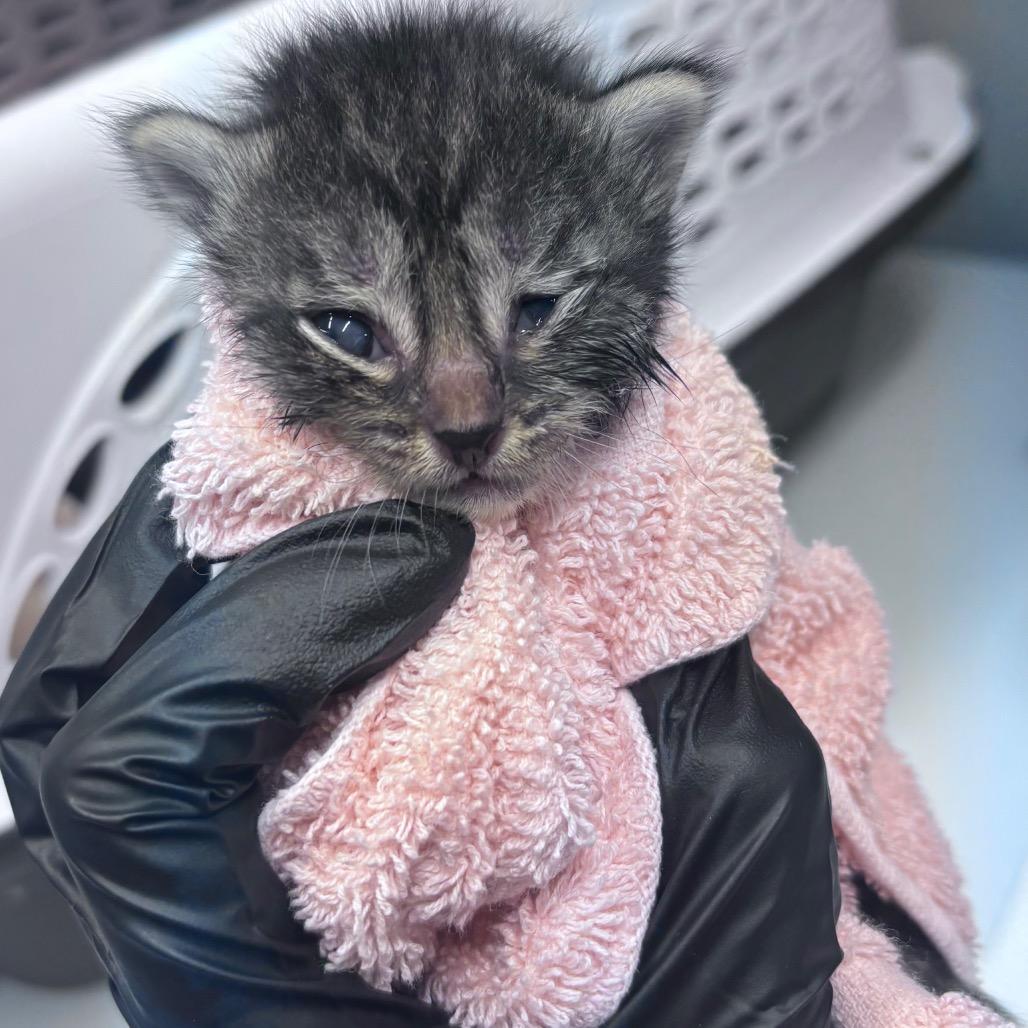 Almond Joy, a Adoptable Domestic Short Hair in Springtown, TX image 4/6