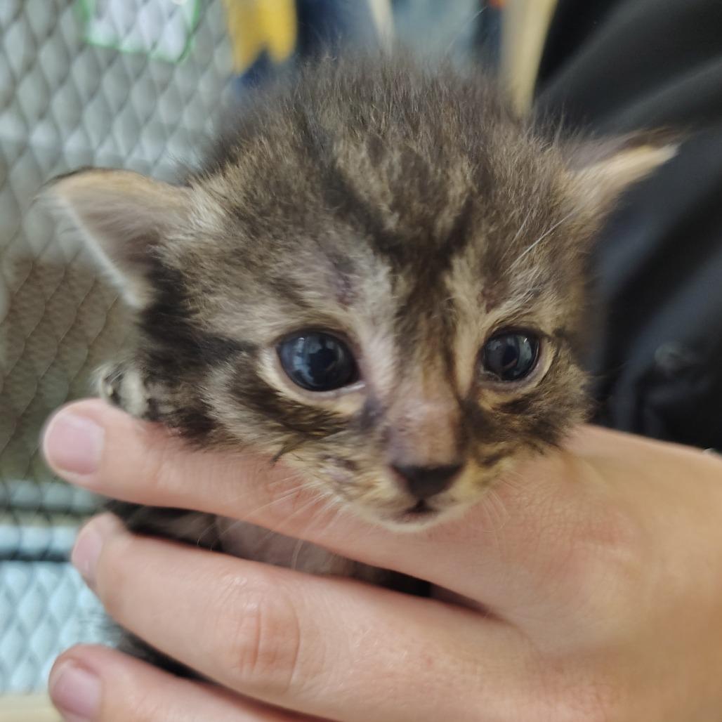 Almond Joy, a Adoptable Domestic Short Hair in Springtown, TX image 5/6