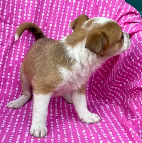 Tulip Flora — thumbnail 2