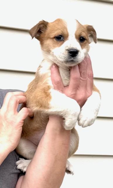 Tulip Flora — thumbnail 3