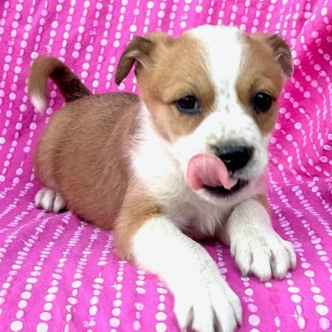 Tulip Flora — thumbnail 4