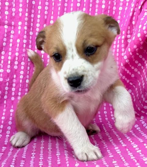 Tulip Flora — thumbnail 5