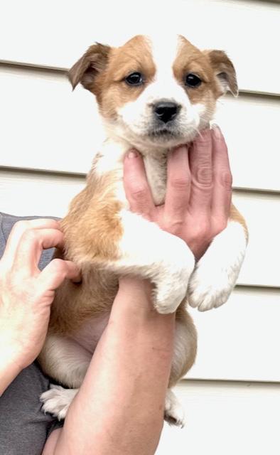 Tulip Flora — thumbnail 6