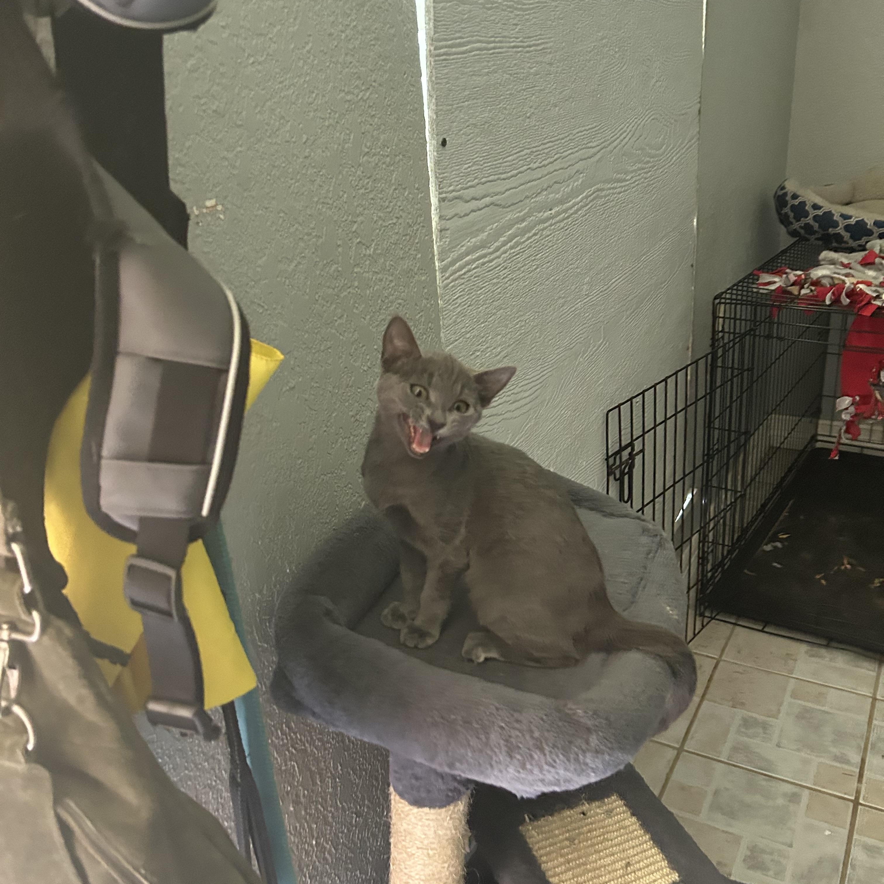 MAVIS, a Adoptable Tabby in Flint, TX image 2/2