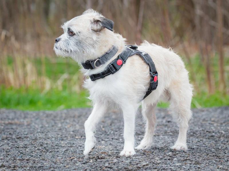Prince, a ADOPTABLE mixed breed in Pointe-Fortune, QC image 4/4